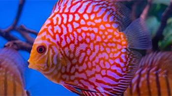 colourful discus fish in an aquarium