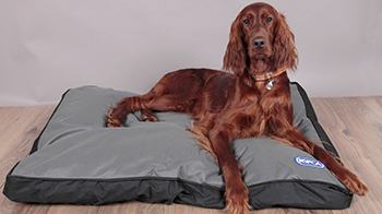Dog lying on a DogStuff® bed