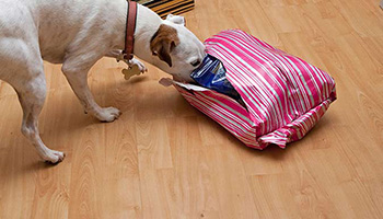 dog unwrapping christmas present on the floor using head