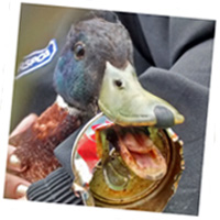 Duck injured by tin can