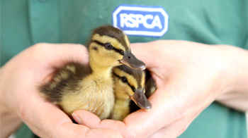 two ducklings in the palm of a person's hands © RSPCA