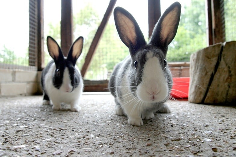 Keeping Rabbits And Guinea Pigs Together Rspca