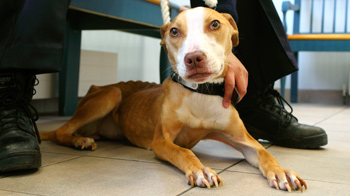 emaciated dog lying down with lead around their neck © RSPCA