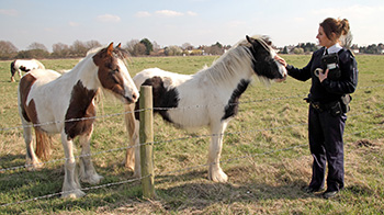 rspca inspector with two horses in a field © RSPCA