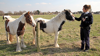 rspca inspector stroking one of two horses in a field © RSPCA