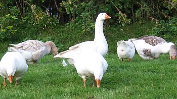 Ducks and geese | rspca.org.uk