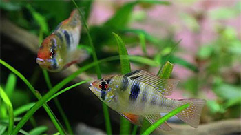 gold rams and gold tetras fish swimming in a home aquarium