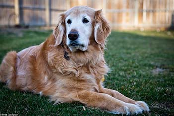 Gracie the golden retriever.