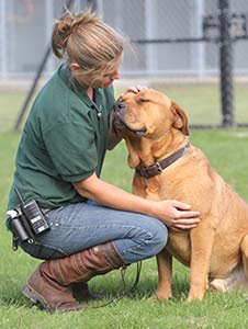 Dog Rehoming And Adoption How It Works Rspca