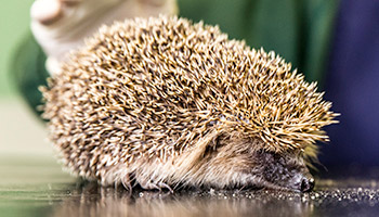 hedgehog being examined by RSPCA vet