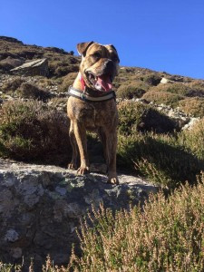 Kacey the dog standing on some rocks