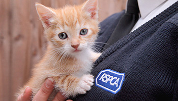 RSPCA Kitten