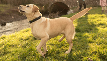 labrador dog in a field © RSPCA