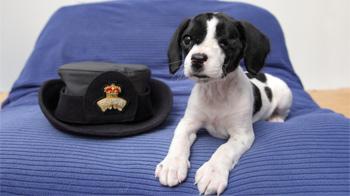 black and white puppy lying on sofa next to a hat