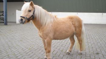 Horses \u0026 ponies near you need rehoming 