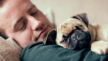 Pug sleeping on owners chest