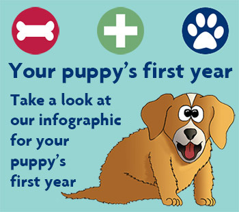 Your puppy's first year infographic © RSPCA