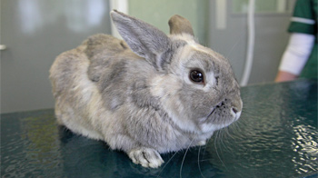 rabbit care rspca