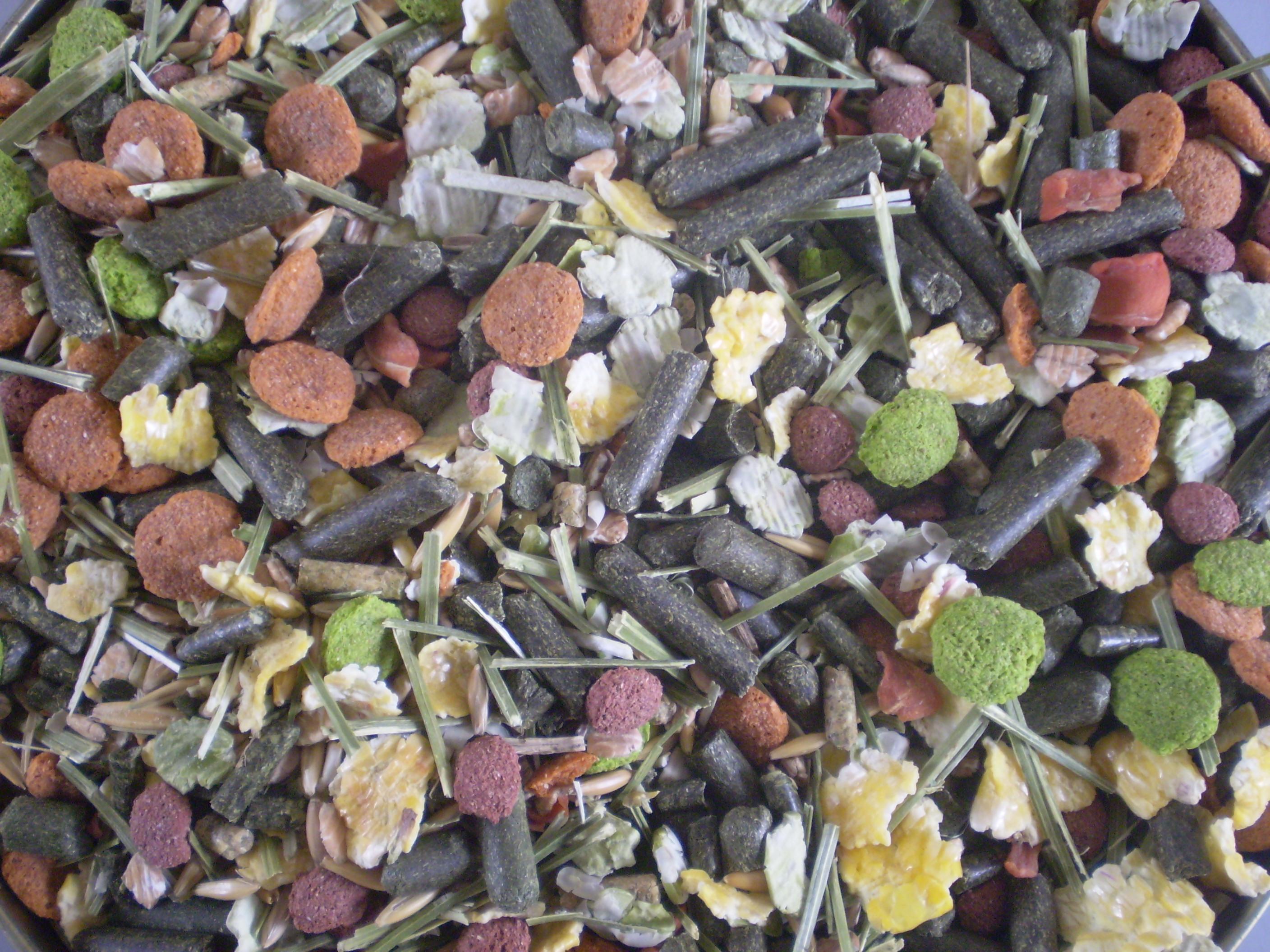 tropical fish supplier