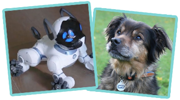 Learn about the needs of animals by comparing the difference between a robot dog and a real dog