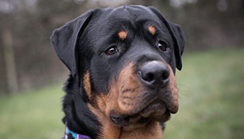 rottweiler dog in a field © RSPCA