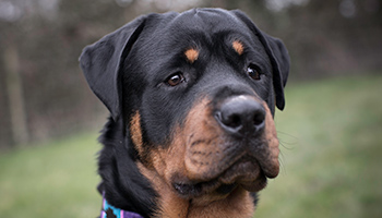 rottweiler dog in a field