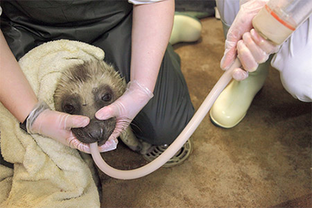 Seal pup being fed © RSPCA