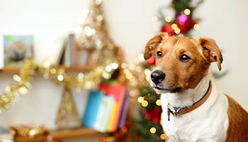 dog with tinsel decoration behind it