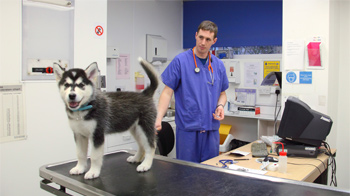vet surgeon with husky puppy in treatment room © RSPCA
