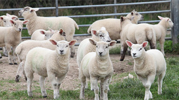 Humane Slaughter & Stunned Meat | RSPCA Humane Slaughter & Stunned Meat | RSPCA