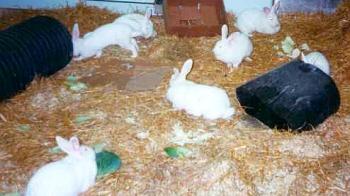 group of farmed rabbits with space to move  © Shirley Seaman/RSPCA