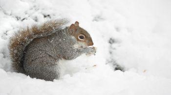 close-up of squirrel eating an acorn in the snow
