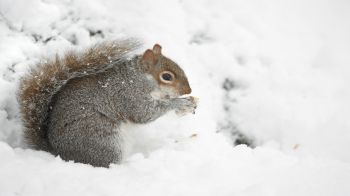 Animal Welfare in Winter - Seasonal Advice | RSPCA Animal Welfare in Winter - Seasonal Advice | RSPCA