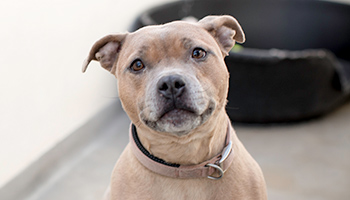 staffordshire bull terrier dog sitting in a boarding kennel