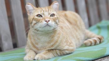 ginger coloured cat sitting on garden bench