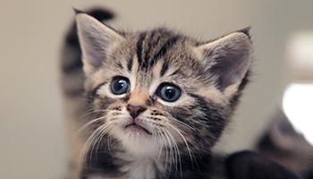 close-up of tabby kitten's face