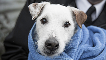 terrier dog wrapped up in a blue blanket © RSPCA