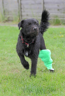 Patterdale terrier Robbie at an RSPCA Centre © RSPCA phototlibrary