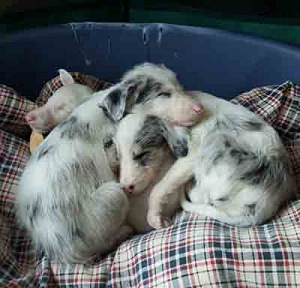 Three blind puppies © RSPCA