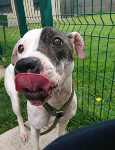 Details Rspca Org Uk