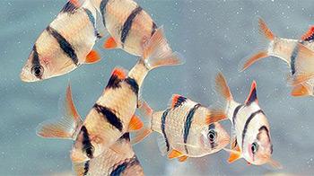 Tiger barb fish swimming together in aquarium