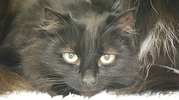 close-up of long-haired cat's face © RSPCA