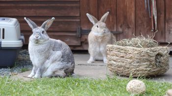 Rabbit Advice Tips And Health Information Rspca