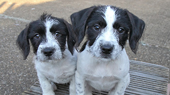 two spaniel cross breed puppies © RSPCA