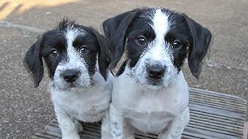 two spaniel cross breed puppies