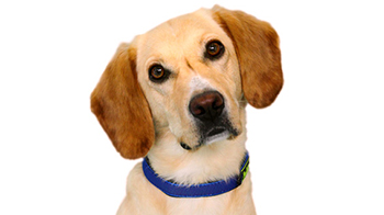 studio shot of close-up of dog