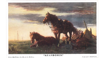 Animals in World War One | RSPCA Animals in World War One | RSPCA