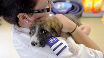 rspca spaying