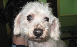 close up of dog's face © RSPCA