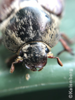 Close up of bug